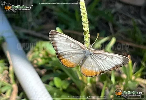 Common Mestra Butterfly - photo 2