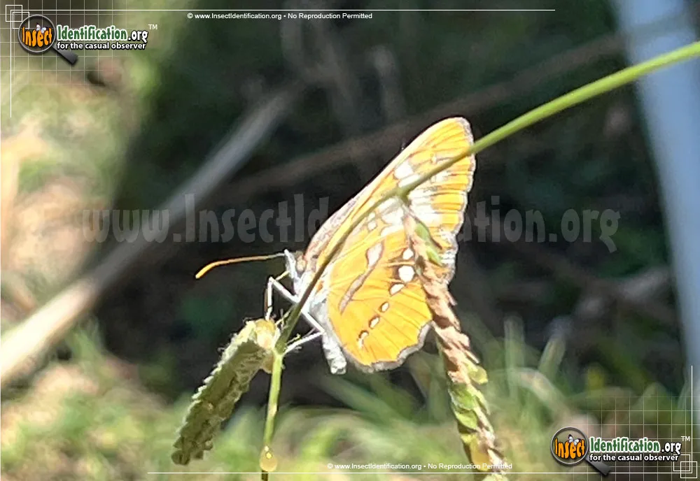 Common Mestra Butterfly - photo 3