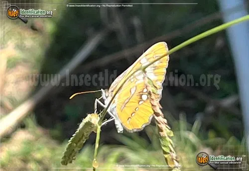 Common Mestra Butterfly - photo 4
