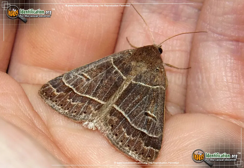 Common Oak Moth - Phoberia atomaris