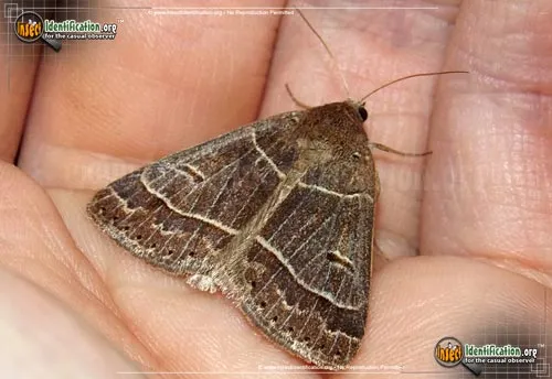 Common Oak Moth - photo 2