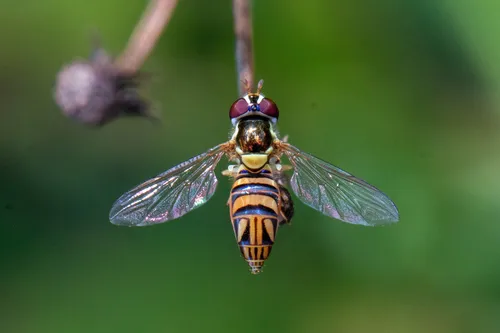 Common Oblique Syrphid Fly