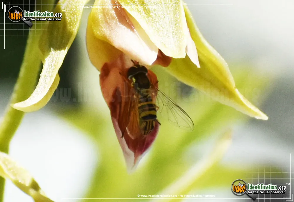 Common Oblique Syrphid Fly - photo 4