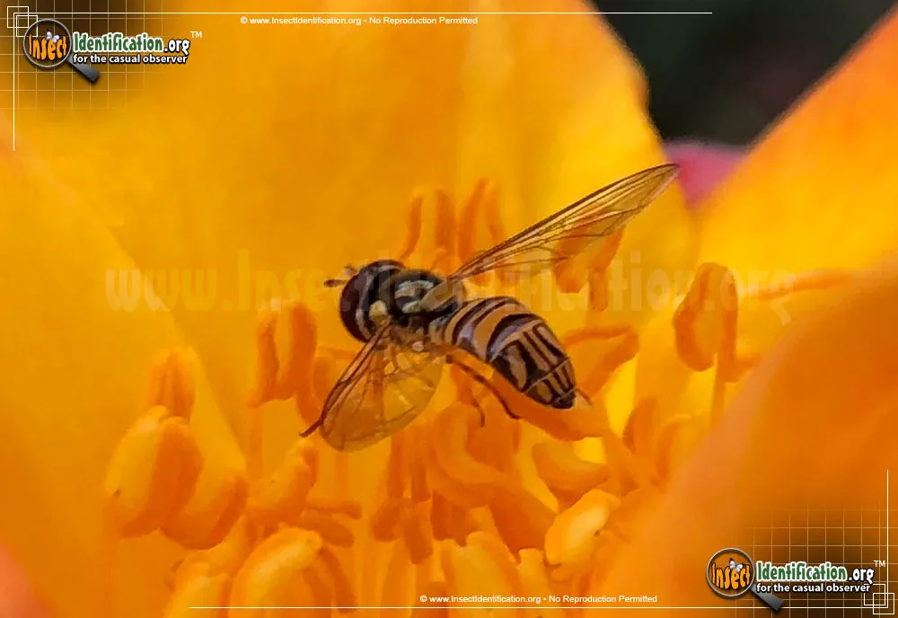 Common Oblique Syrphid Fly - photo 5