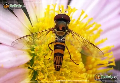 Common Oblique Syrphid Fly - photo 8