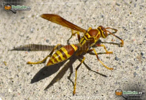 Common Paper Wasp - photo 8