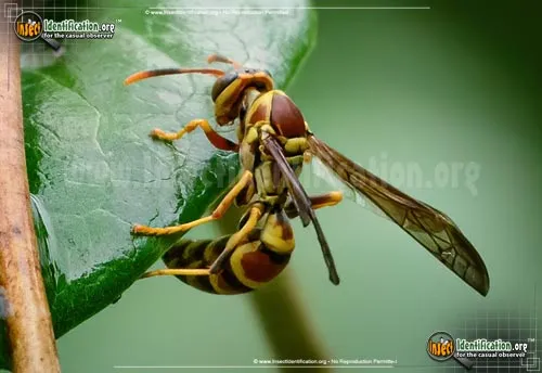 Common Paper Wasp - photo 2