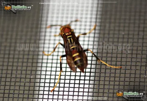 Common Paper Wasp - photo 4