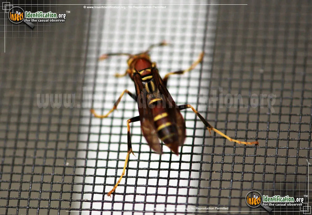 Common Paper Wasp - photo 5
