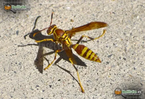 Common Paper Wasp - photo 6
