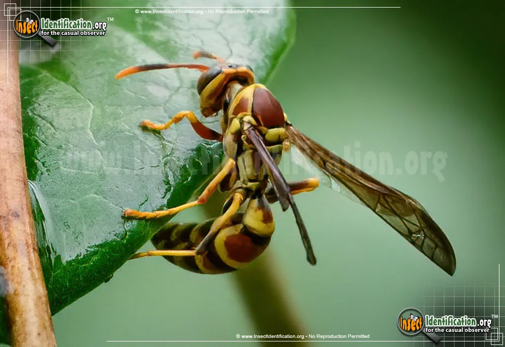 Common Paper Wasp - photo 7
