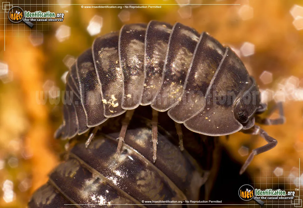 Common Pillbug
