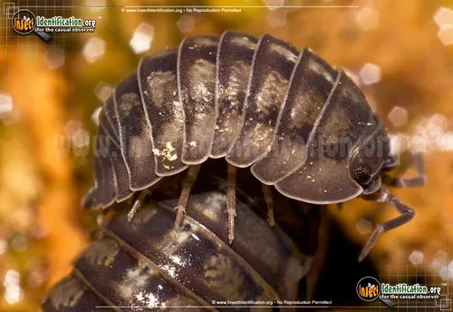 Common Pillbug - photo 2