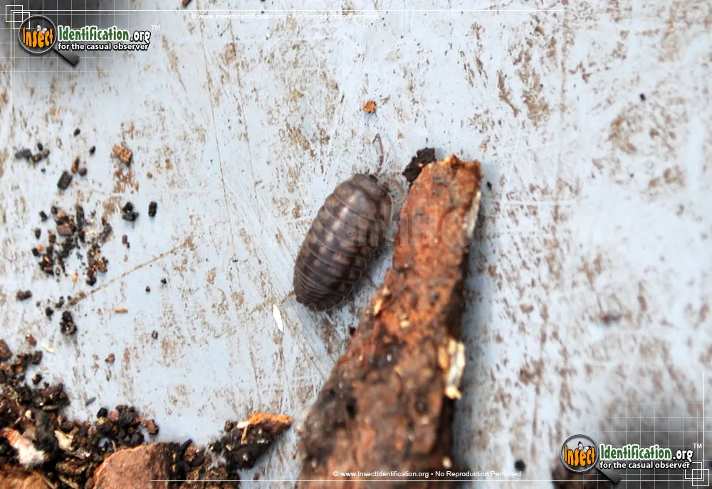 Common Pillbug - photo 3