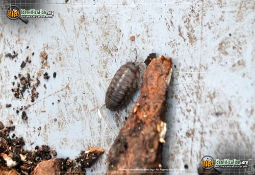 Common Pillbug - photo 4