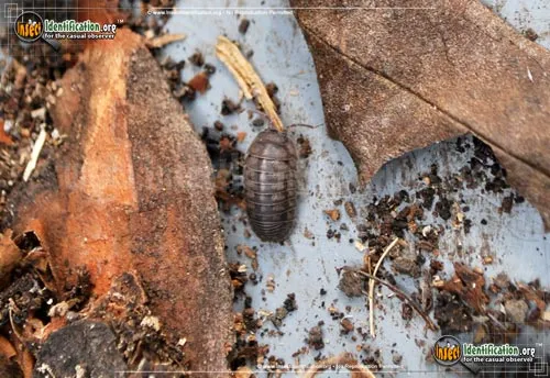 Common Pillbug - photo 6