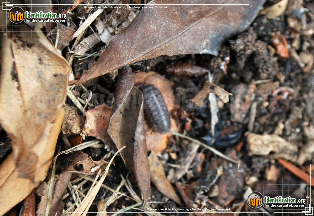 Common Pillbug - photo 7