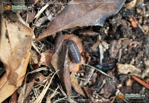 Common Pillbug - photo 8