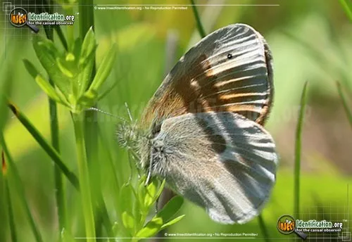 Common Ringlet Butterfly - photo 2