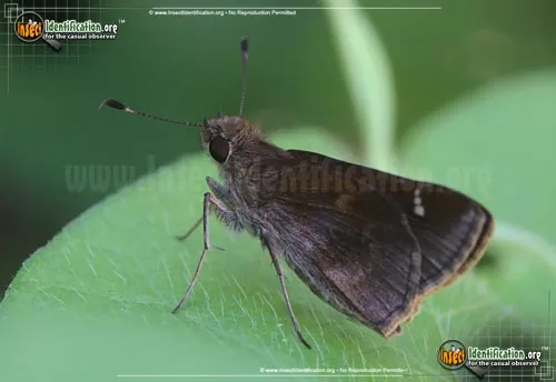 Common Roadside-Skipper - photo 2