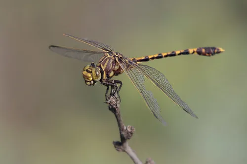 Common Sanddragon