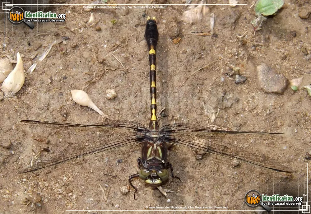 Common Sanddragon - photo 4