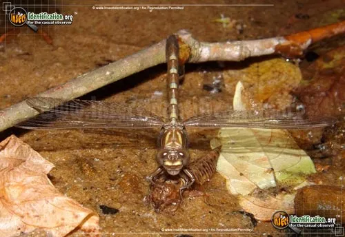 Common Sanddragon - photo 7