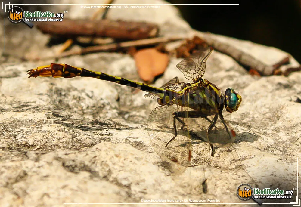Common Sanddragon - photo 8