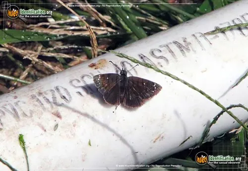 Common Sootywing Skipper - photo 2