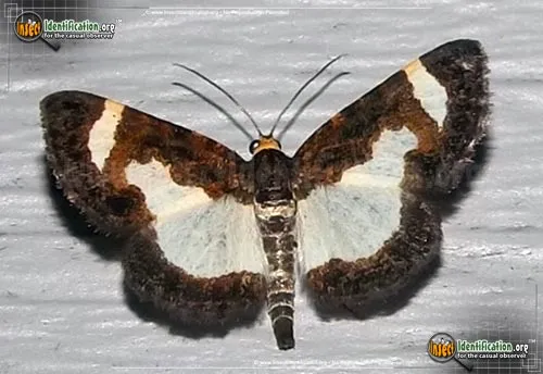 Common Spring Moth - photo 2