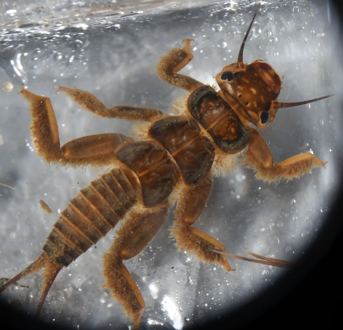 Common Stonefly - photo 3