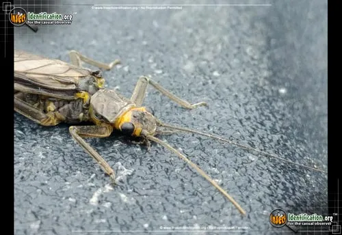 Common Stonefly - photo 4