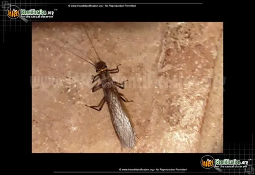 Common Stonefly - photo 6
