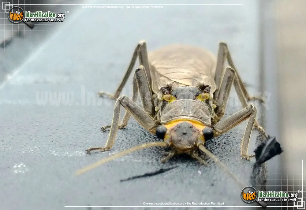 Common Stonefly - photo 7
