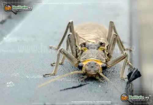 Common Stonefly - photo 8