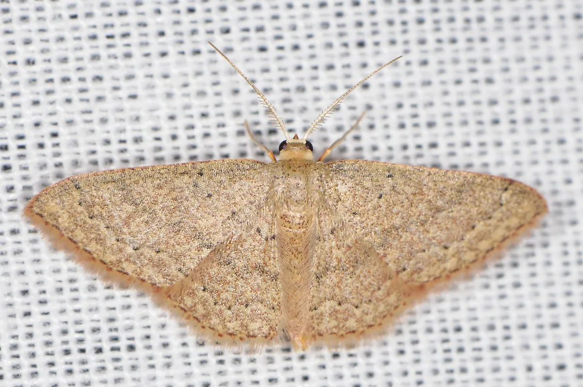 Common Tan Wave Moth - photo 3