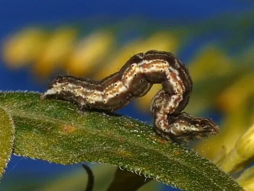 Common Tan Wave Moth - photo 4