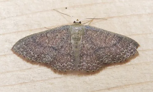 Common Tan Wave Moth - photo 5