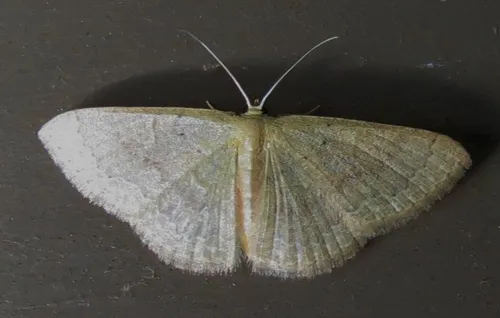Common Tan Wave Moth - photo 6