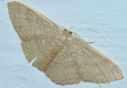 Common Tan Wave Moth - photo 7