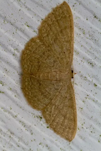 Common Tan Wave Moth - photo 8
