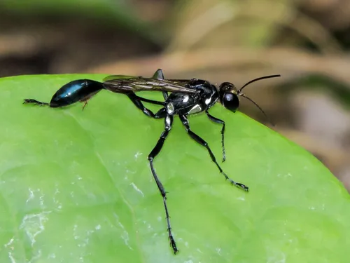 Gold-marked Thread-waisted Wasp
