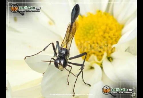 Gold-marked Thread-waisted Wasp - photo 5