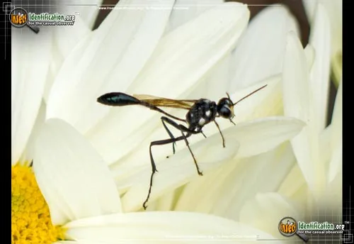 Gold-marked Thread-waisted Wasp - photo 6