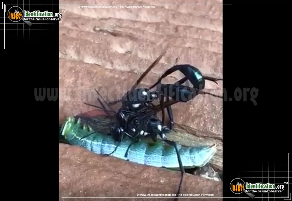 Gold-marked Thread-waisted Wasp - photo 7