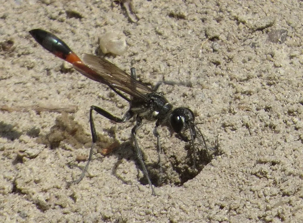 Thread-waisted Wasp - photo 2