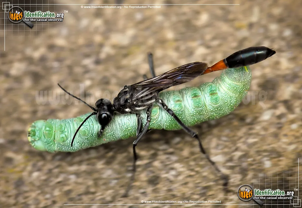 Thread-waisted Wasp - photo 4