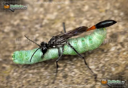 Thread-waisted Wasp - photo 5