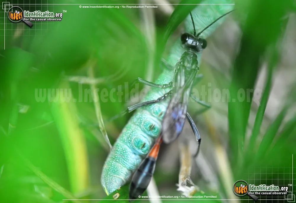 Thread-waisted Wasp - photo 6