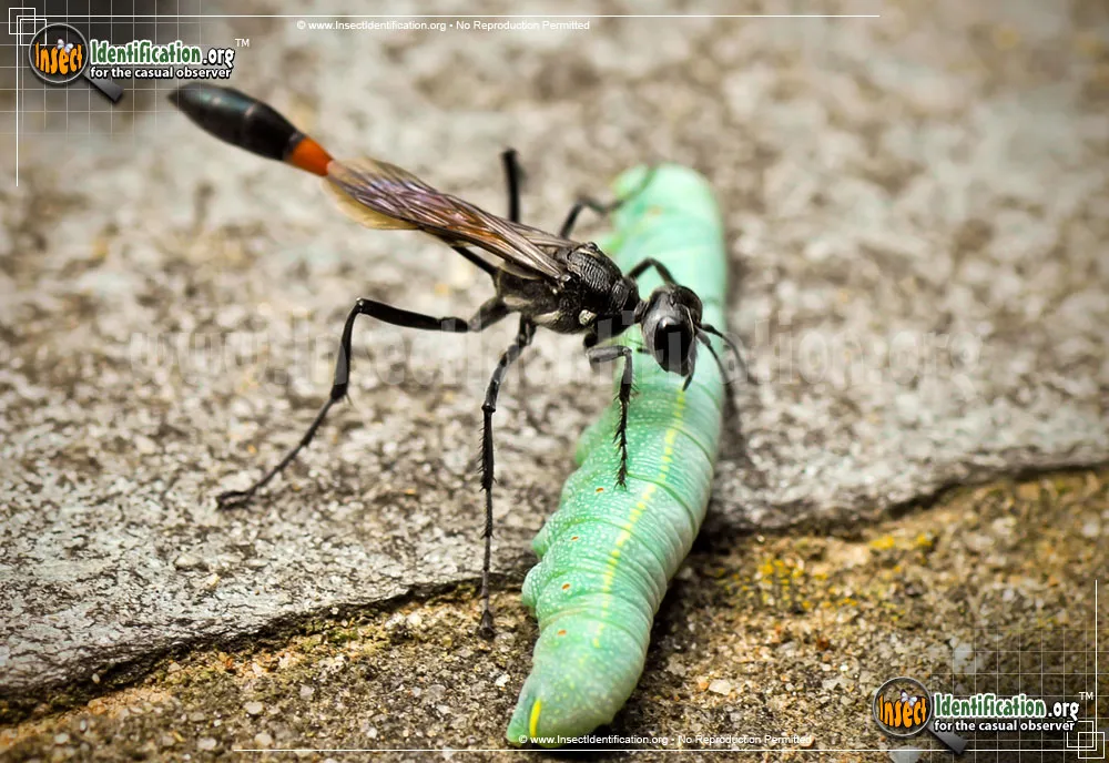 Thread-waisted Wasp - photo 7